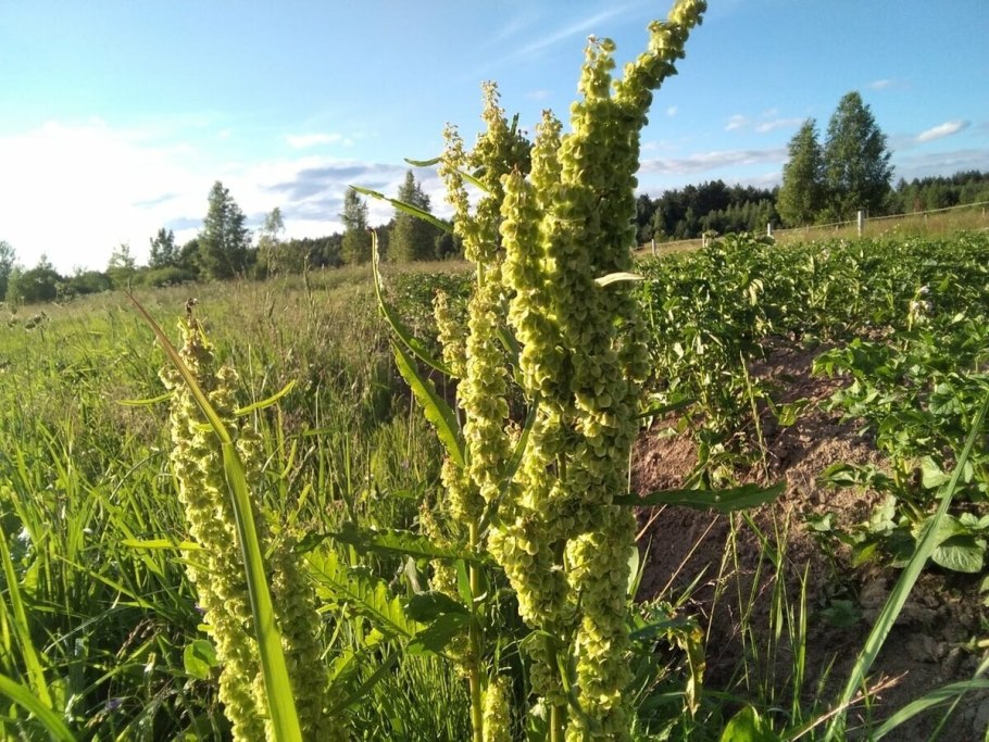 Плод щавеля