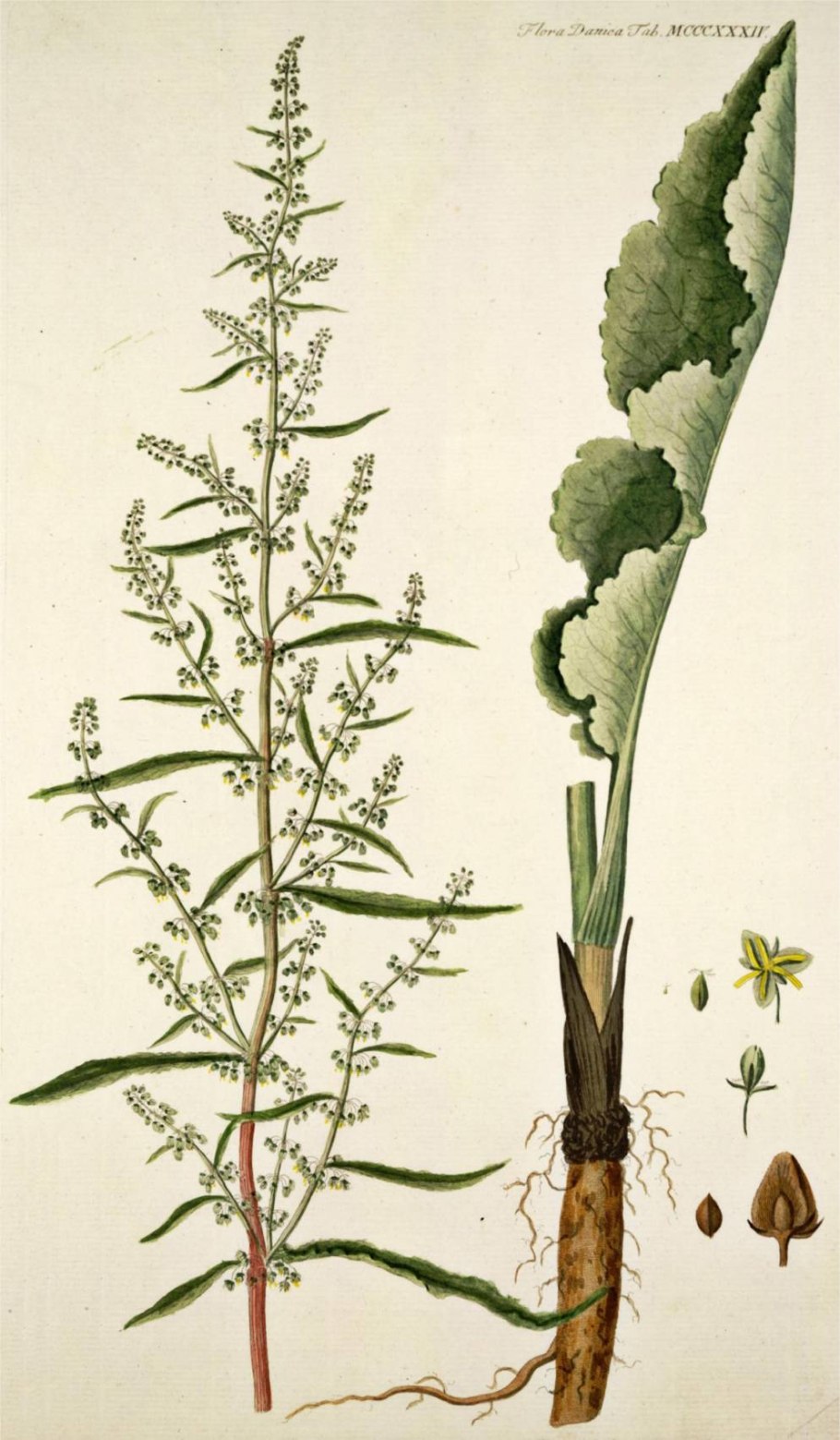 Ботва Лабада