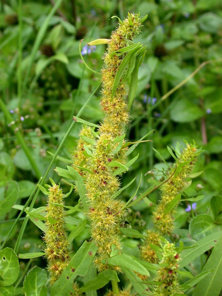 Щавель курчавый Rumex