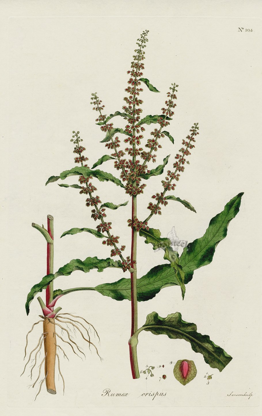 Щавель узколистный