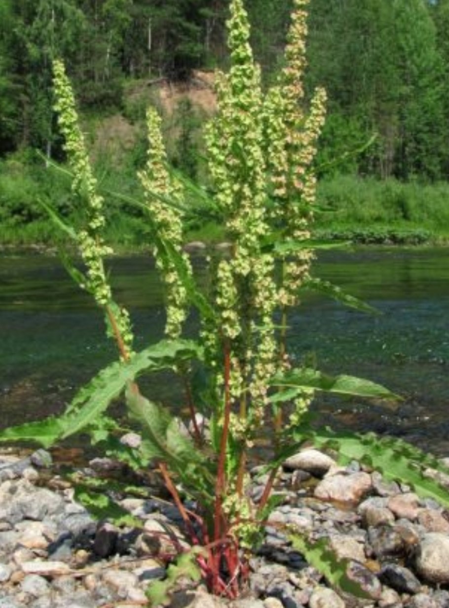 Семена щавель Трапеза