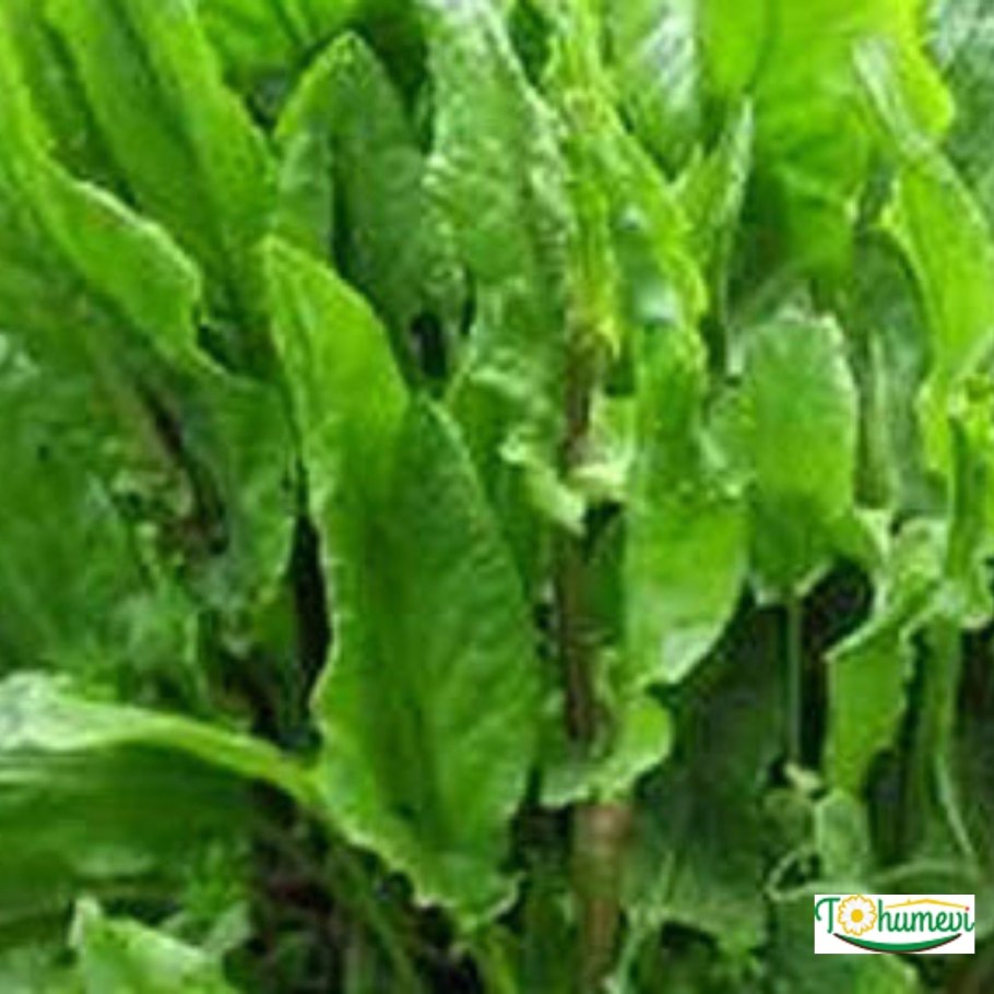 Щавель беллевилль