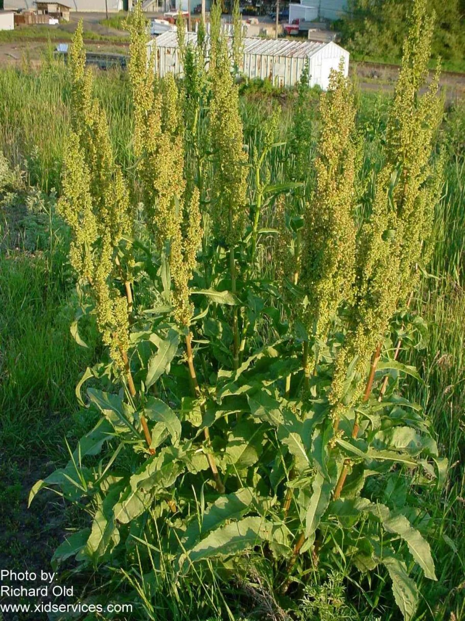 Щавель курчавый фото