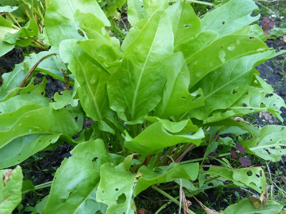 Щавель бельвийский