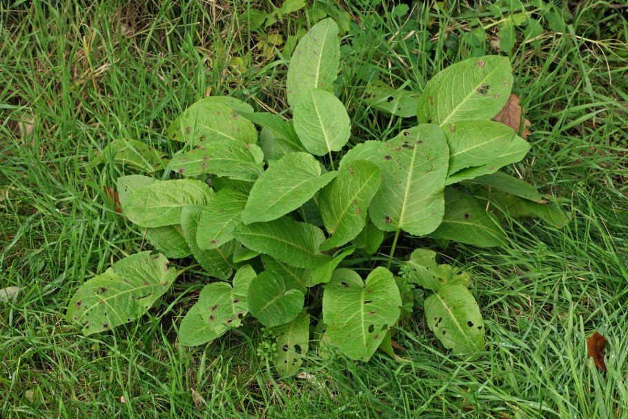 Щавель широколистный