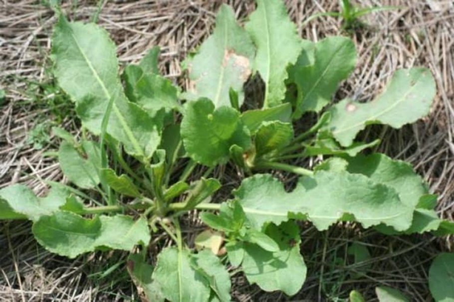 Lactuca virosa (латук ядовитый)