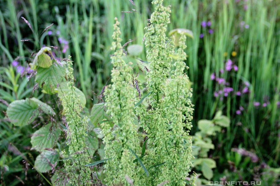 Щавель курчавый Rumex crispus