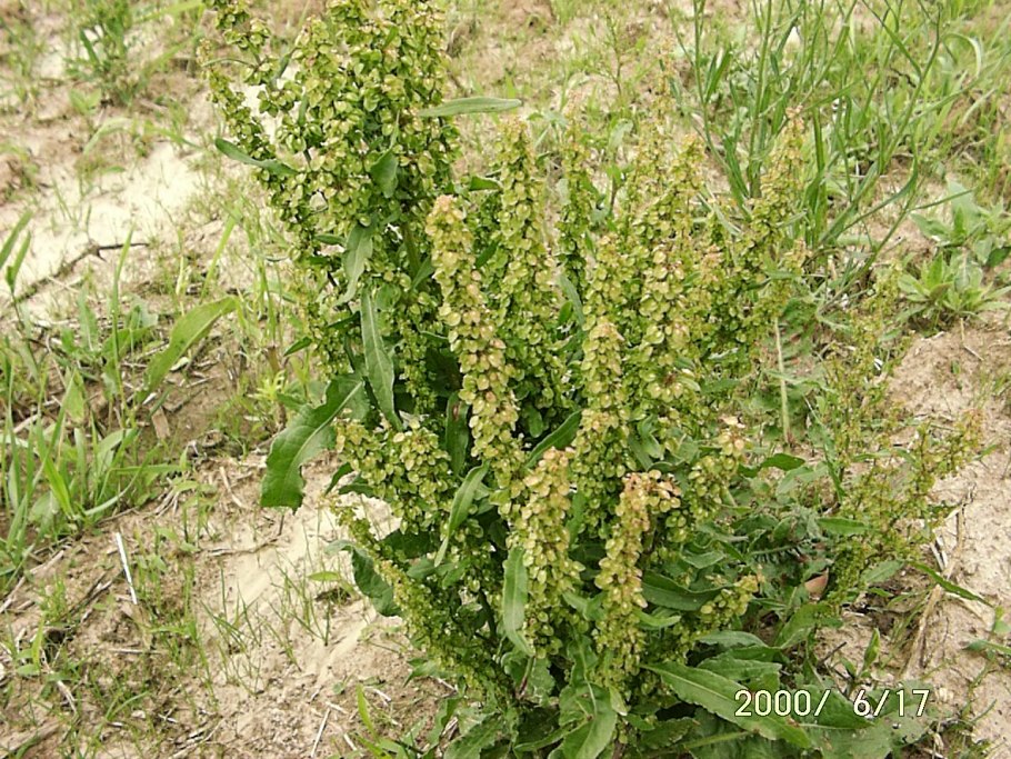 Щавель конский rumex confertus
