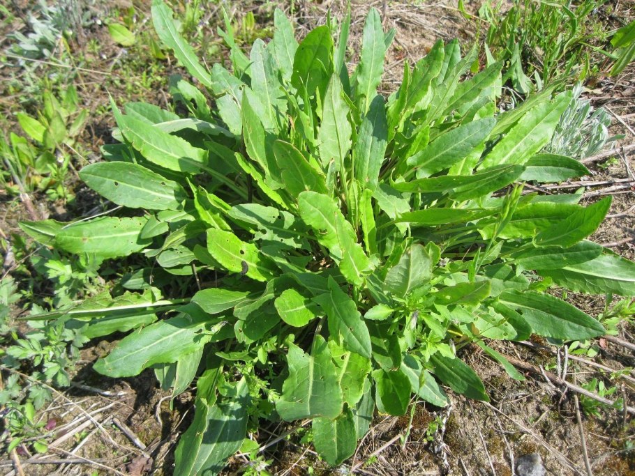 Щавель обыкновенный rumex acetosa