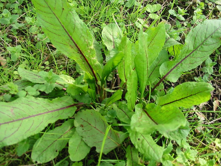 Rumex crispus l.
