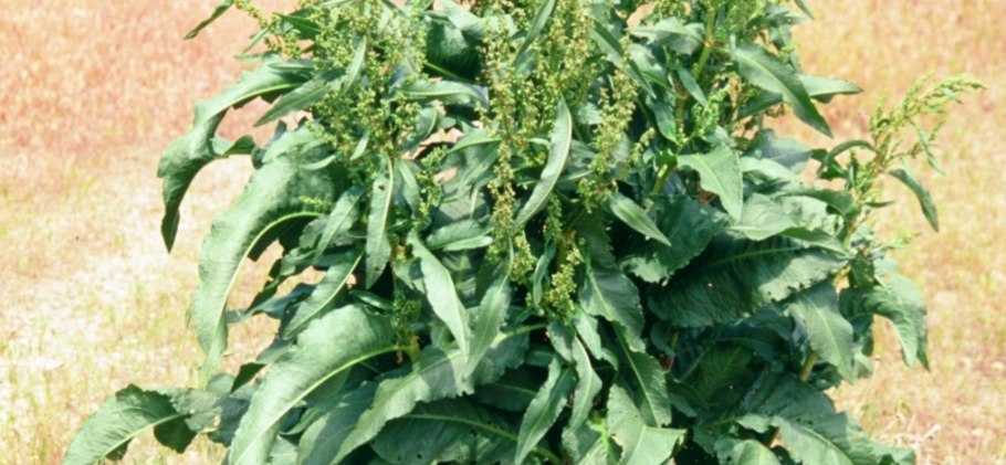 Щавель конский rumex confertus