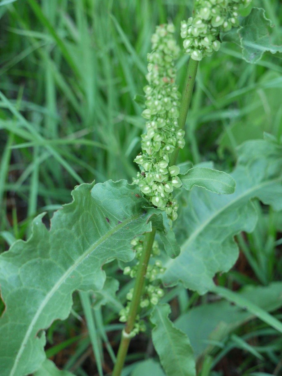 Щавель конский rumex confertus