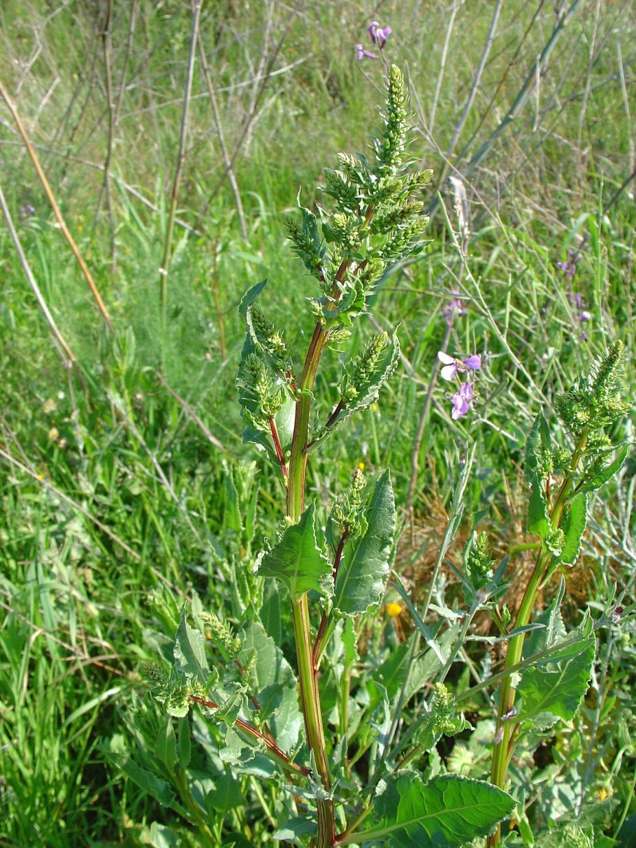 Щавель курчавый Rumex crispus