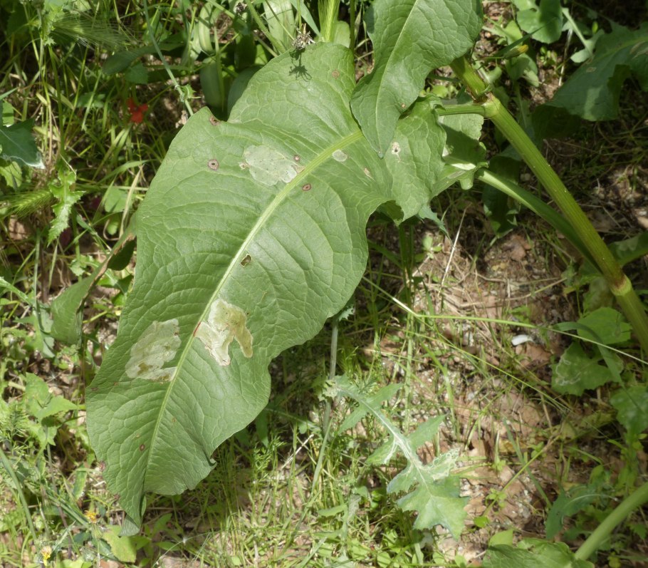 Фернандо щавель