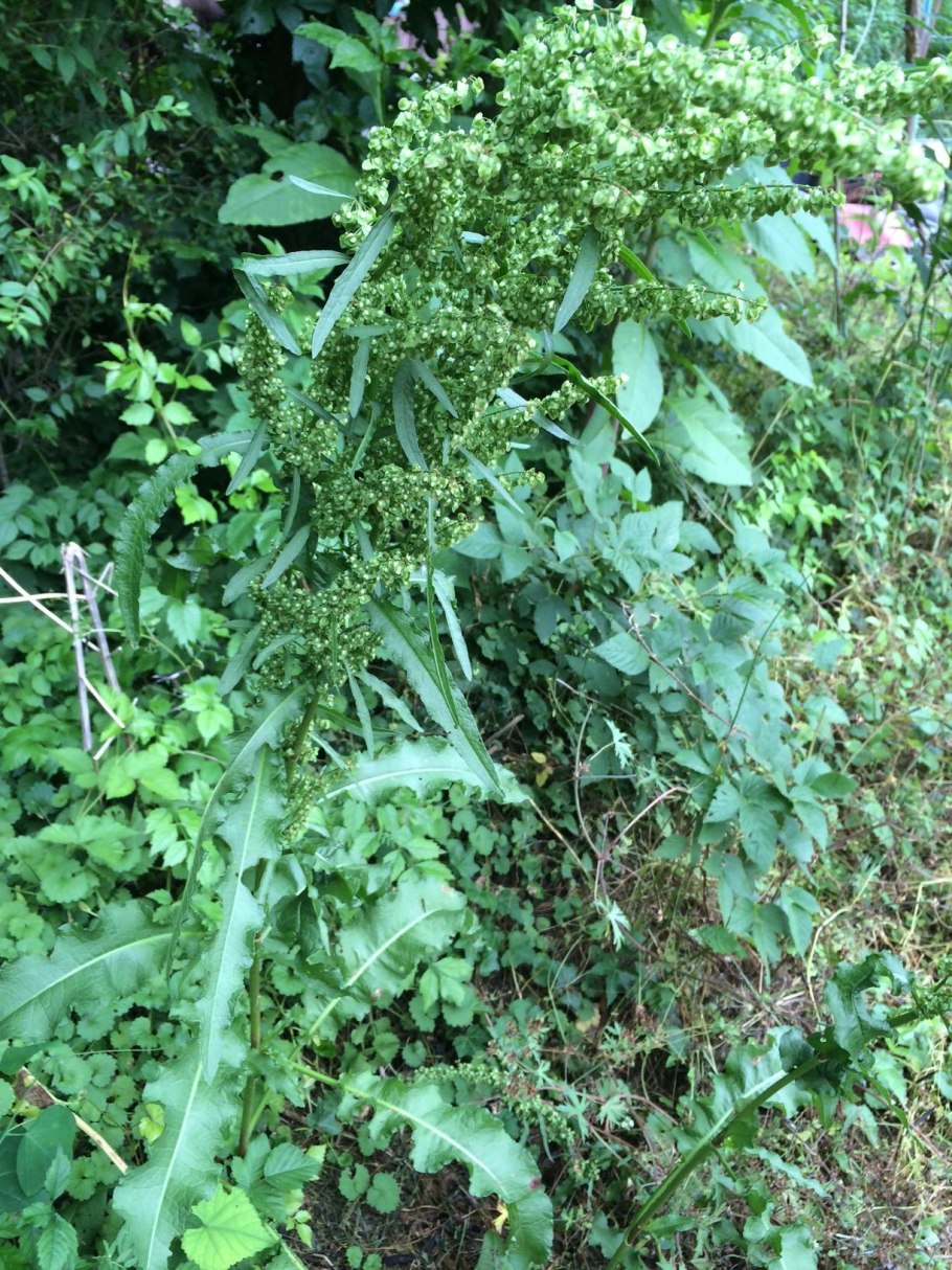 Конский щавель коса