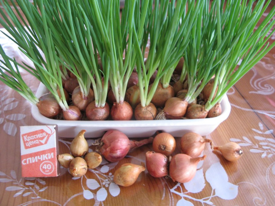 Лук Чернушка севок, репчатый
