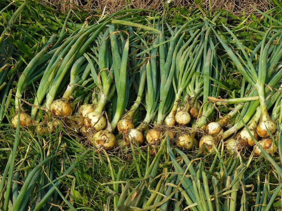 Лук шалот на грядке
