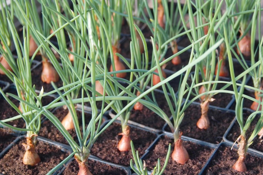 Лук шалот на зелень