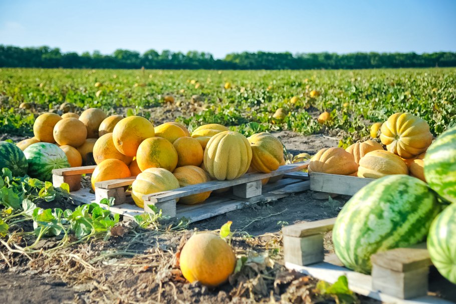 Волгоград арбузы бахча