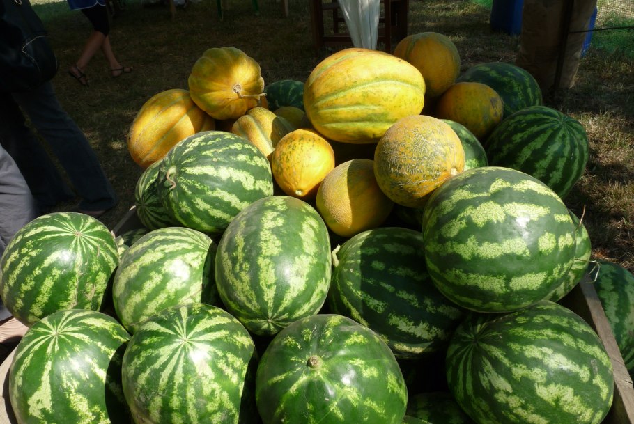 Арбуз обыкновенный (шерстистый).