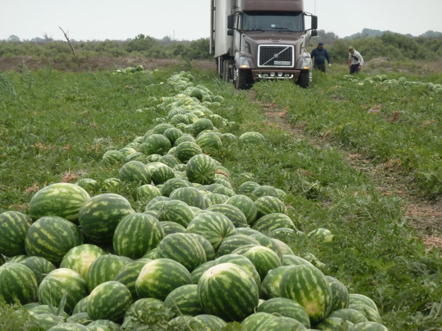 Арбуз или дыня