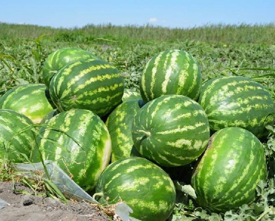 Арбуз обыкновенный