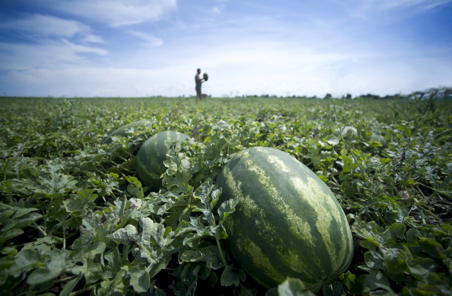 Бахча арбузов в Краснодарском крае