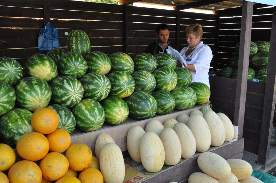 Тыква на бахче