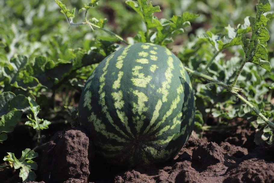 Бахча арбузов