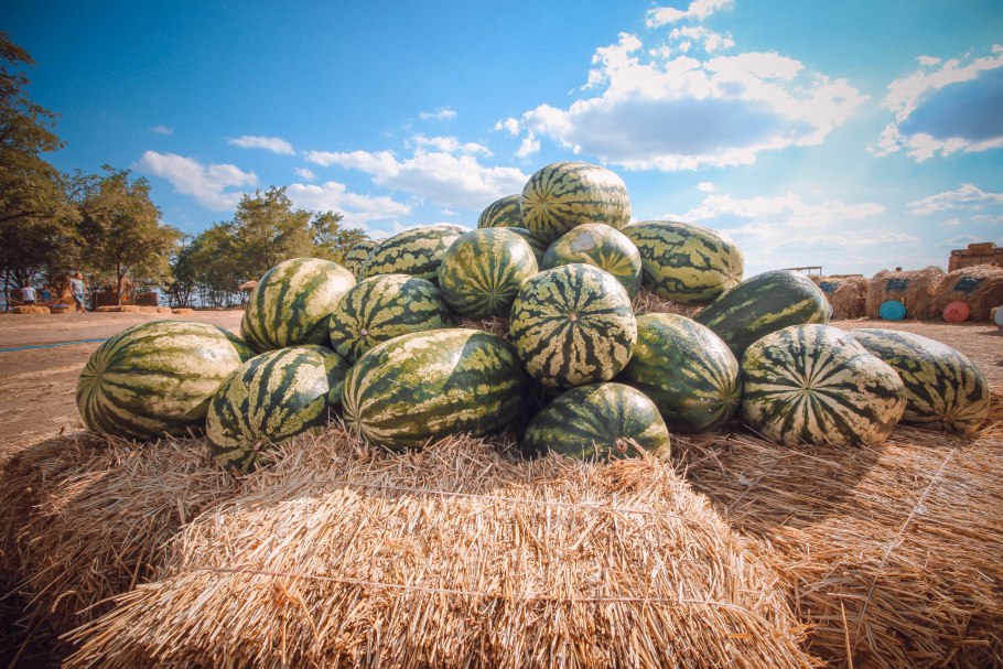 Бахча Пономаревых арбузы