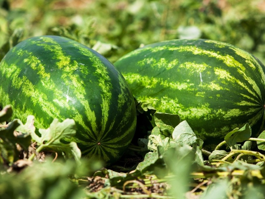 B3 Арбуз дыня