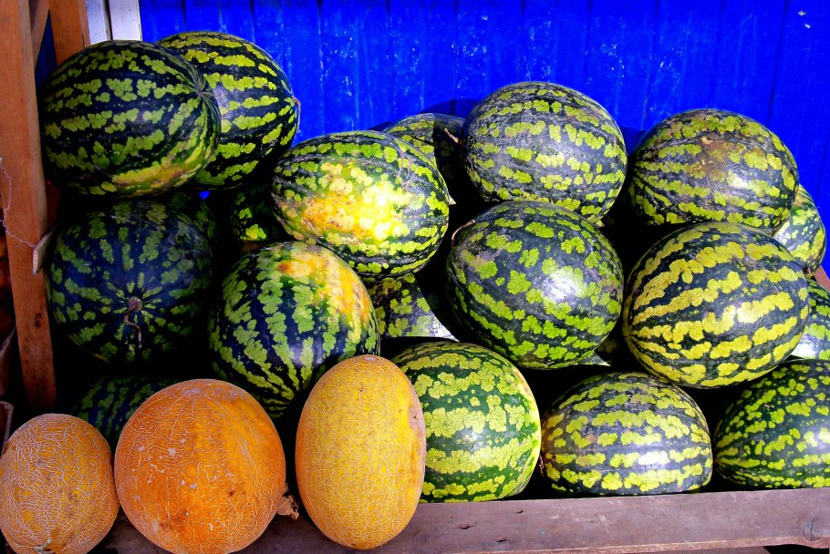 Арбуз бахчевая культура