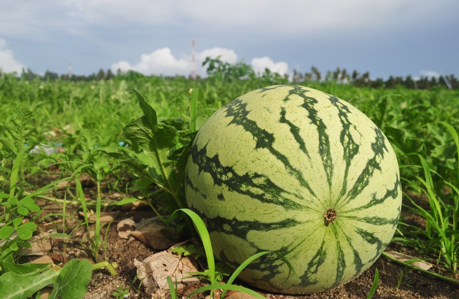 Бахча растения