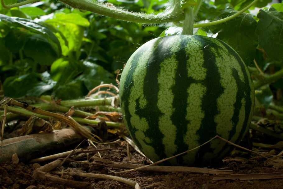 Арбузы в Сибири