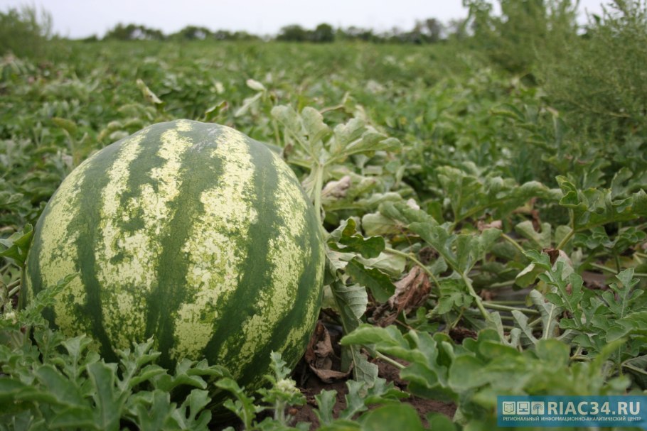 Камышин бахчи арбузы
