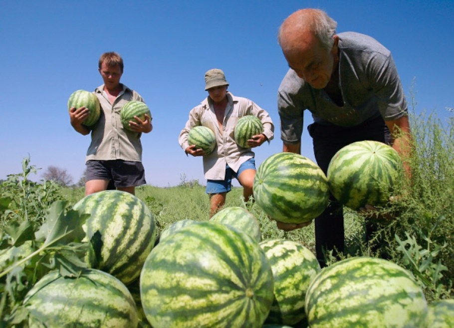 Астраханский Арбуз холодок