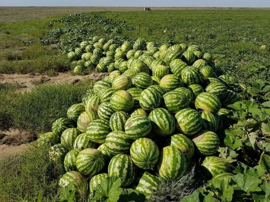 Арбузная бахча астрахань