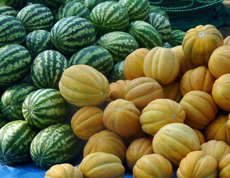 Дынная бахча