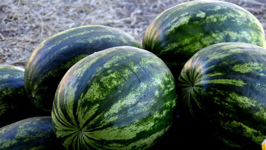 Астраханская Арбузная бахча
