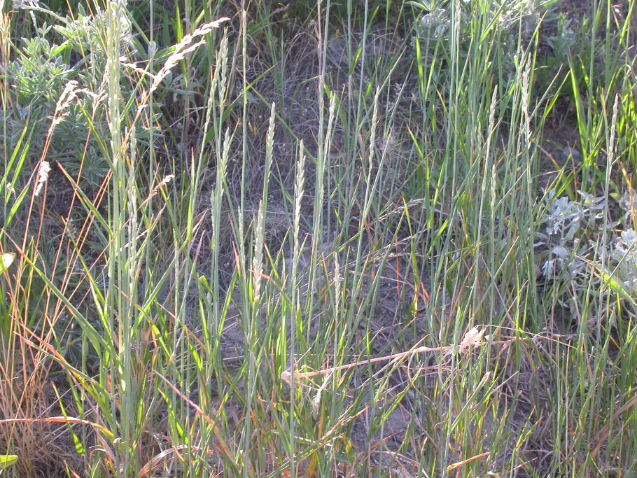 Пырей ползучий agropyron repens