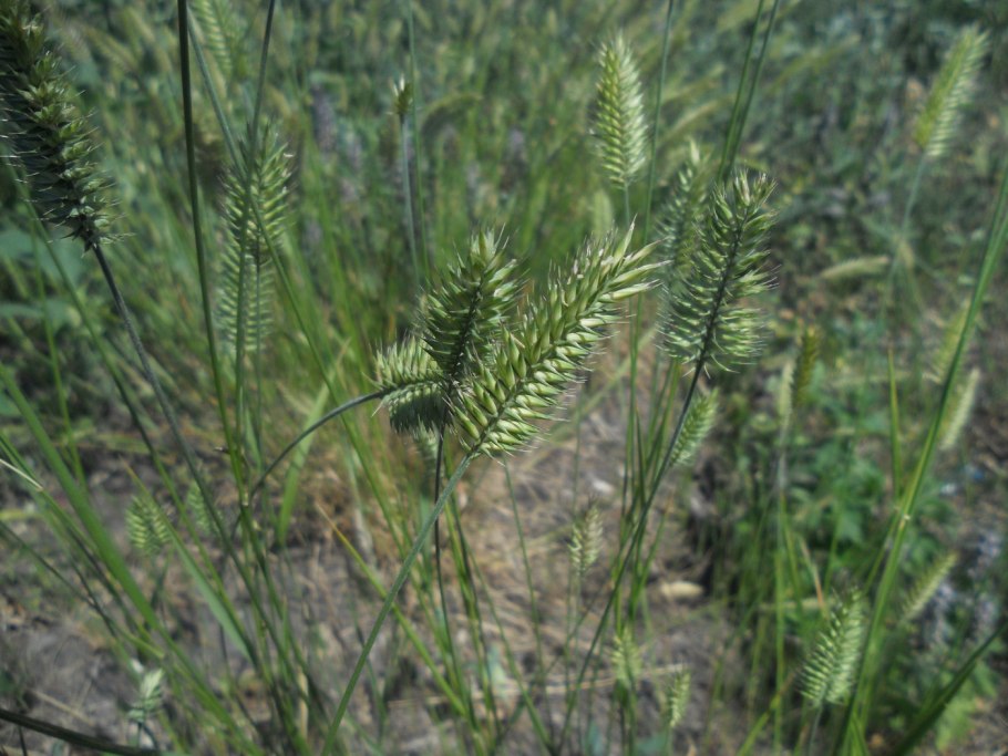 Agropyron cristatum