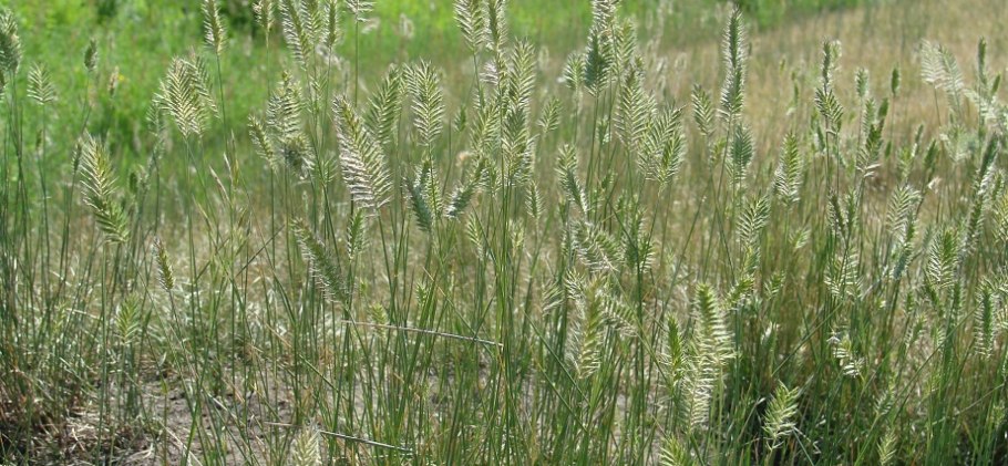 Житняк гребенчатый agropyron cristatum