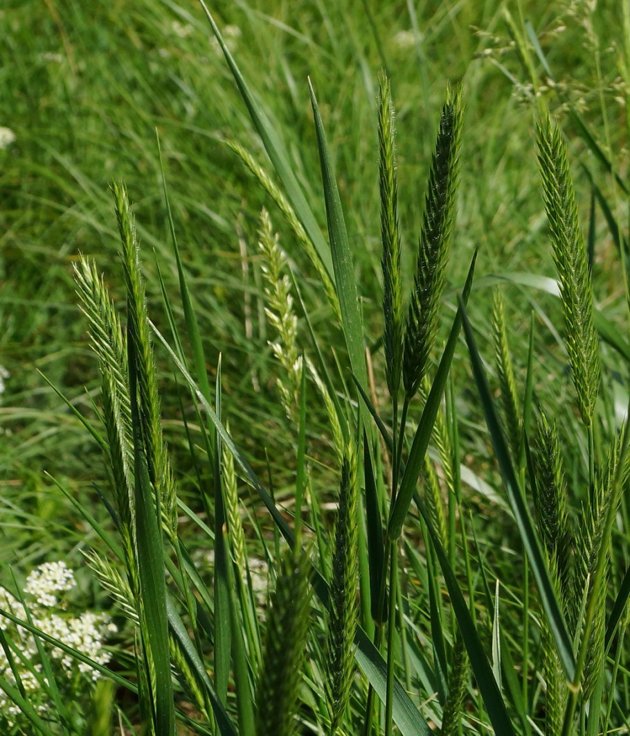 Пырей гребенчатый Agropyron cristatum