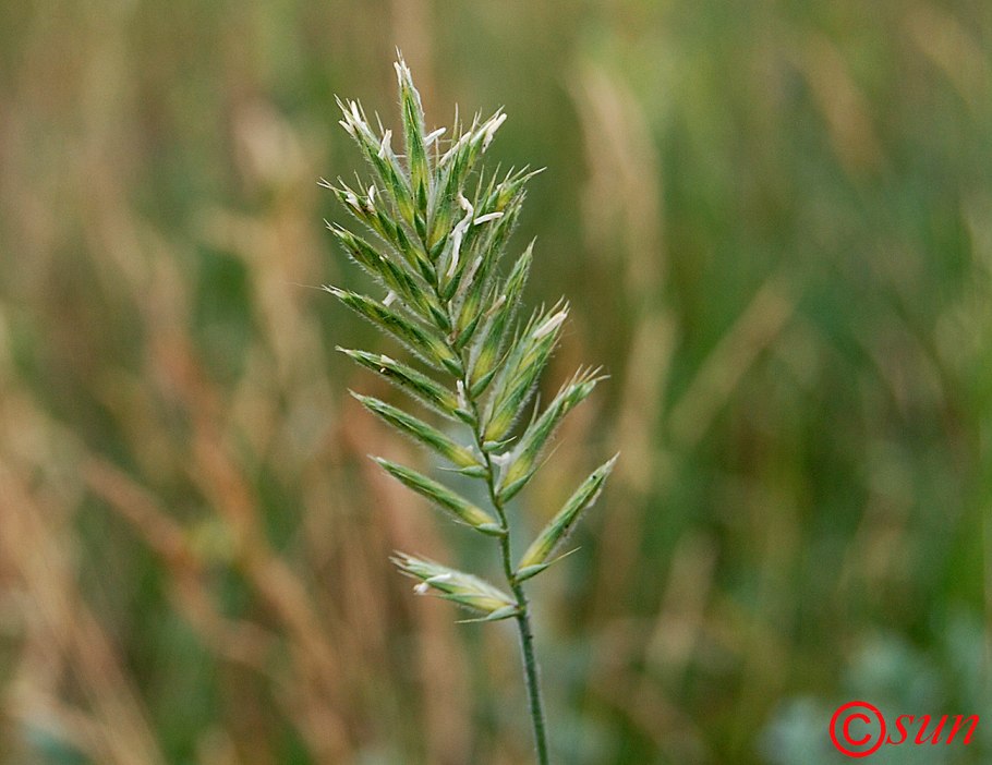 Житня́к гребневи́дный, Agropyron pectinatum