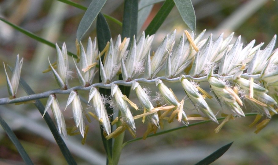 Agropyron pectinatum