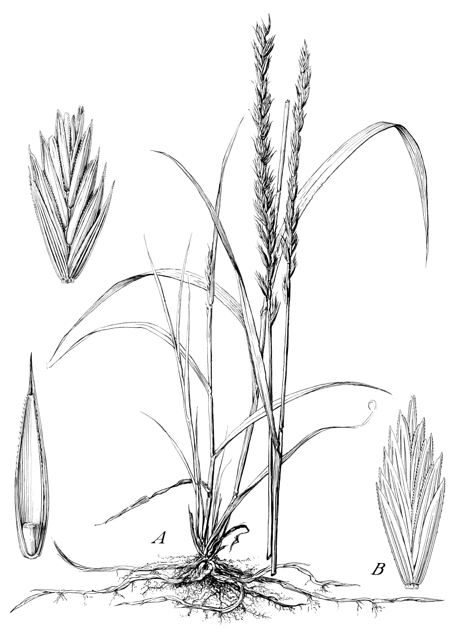 Костёр ржаной (bromus secalinus)