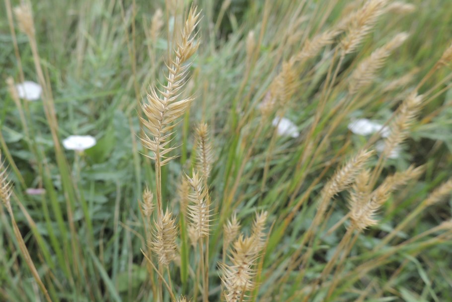 Пеннисетум Pennisetum villosum