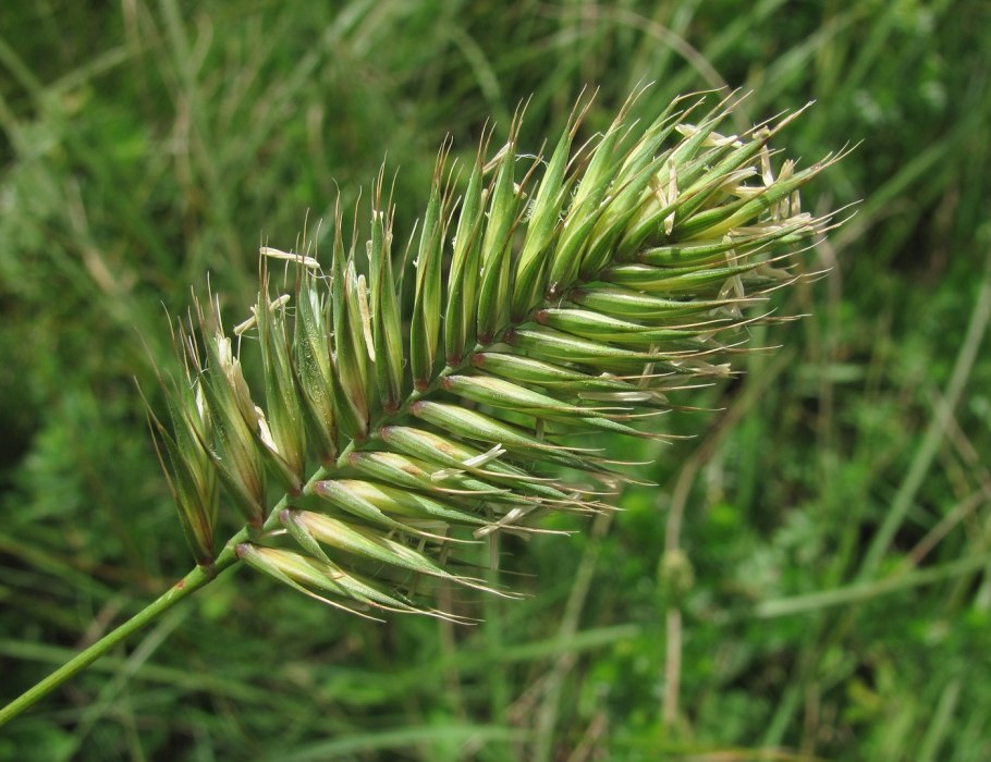 Житняк гребневидный Agropyron pectinatum