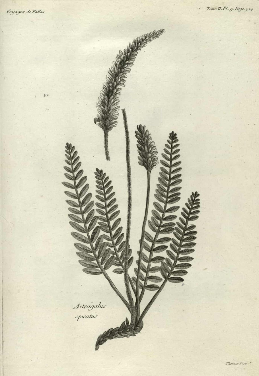 Астрагал шерстистоцветковый гербарий