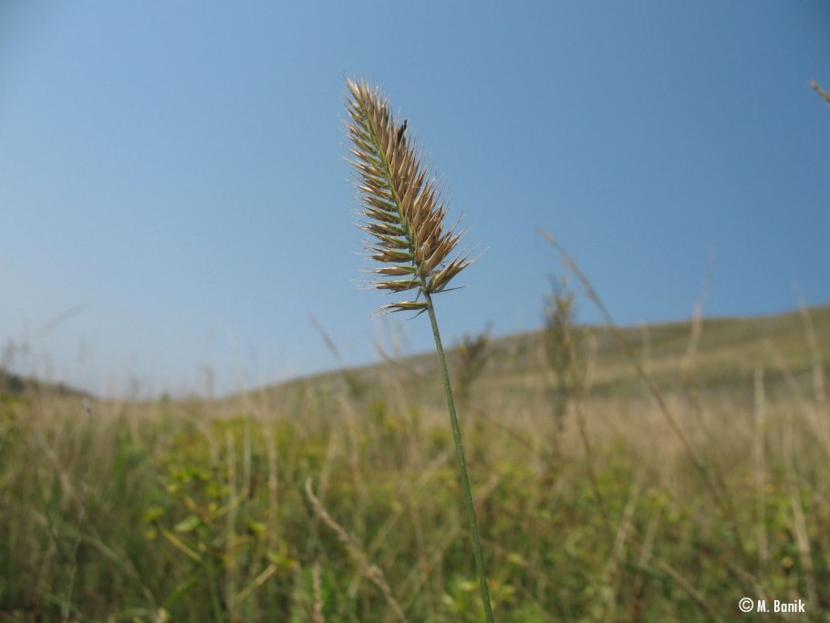 Житняк гребенчатый agropyron cristatum
